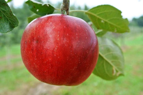 Pommier "Redfree"