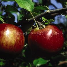 Pommier "Royal Cortland"