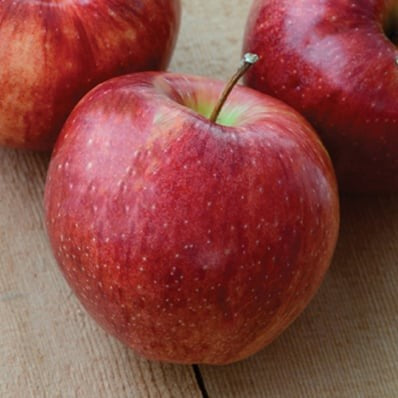 Pommier "September ruby"