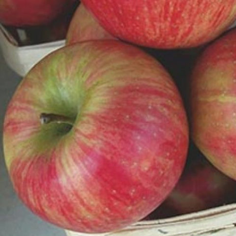 Pommier Honeycrisp