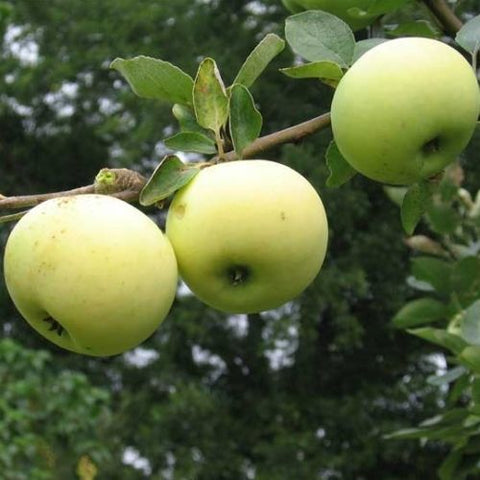 Pommier jaune transparente
