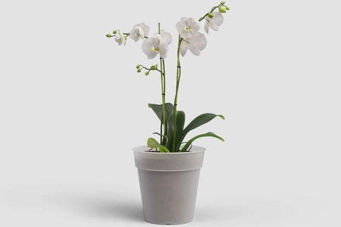 Pot en plastique transparent Madagascar Orchidée