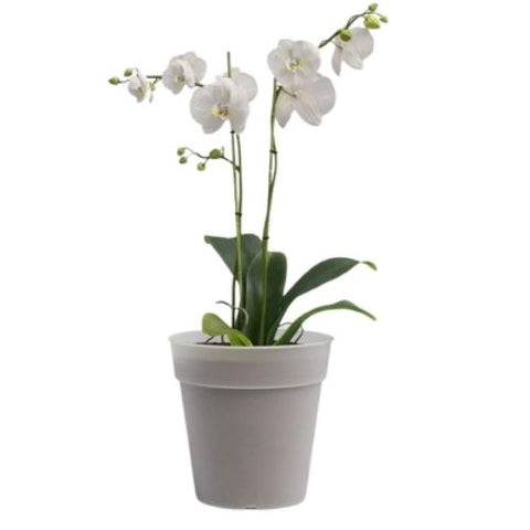 Pot en plastique transparent Madagascar Orchidée
