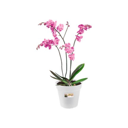 Pot Elho orchidée transparent