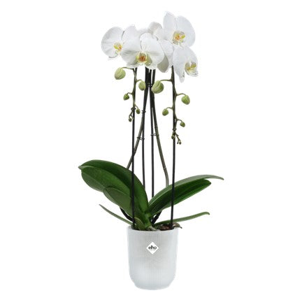 Pot haut pour orchidée