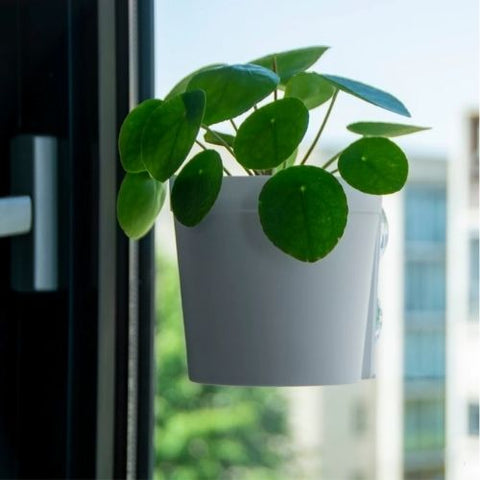 Pot pour fenêtre