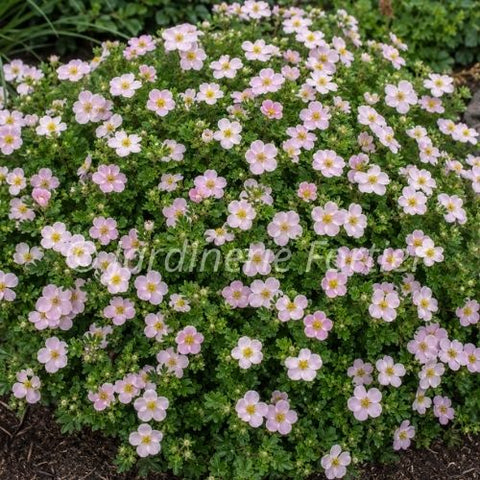 Potentille "Pink Beauty"