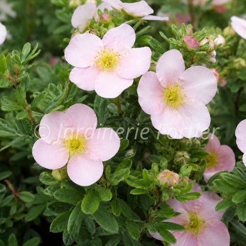 Potentille "Pink Beauty"