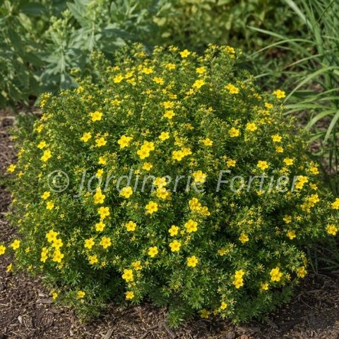 Potentille "Goldfinger"