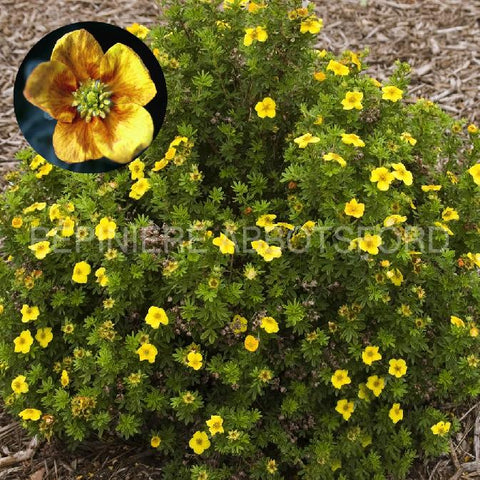 Potentille "Mango Tango"