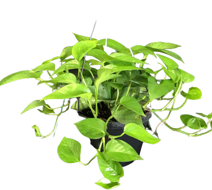 Plante d'intérieur "Pothos Jade"