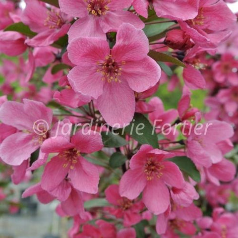 Pommetier "Prairie fire"