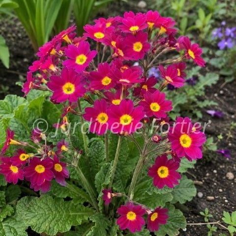 Primevère "Oakleaf Magenta"