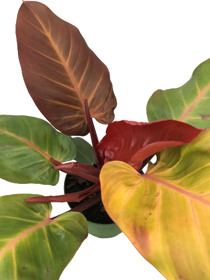 Plante d'intérieur "Philodendron Prince of orange"