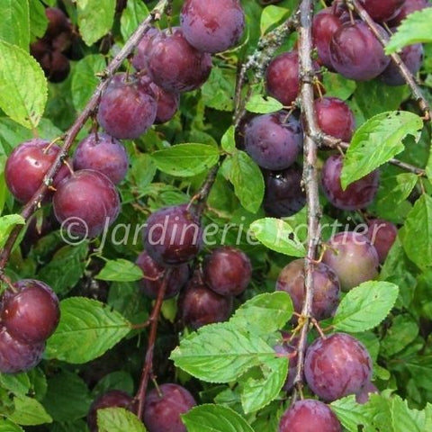 Prune cerise "Dura"