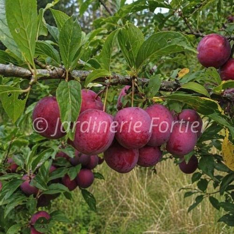 Prune cerise "Opata"