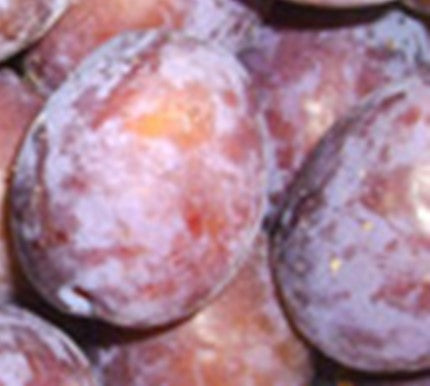 Prunier domestica "Agen"