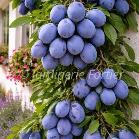 Prunier "Damas"