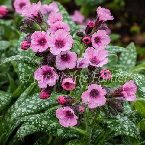 Pulmonaria "Pretty in Pink"