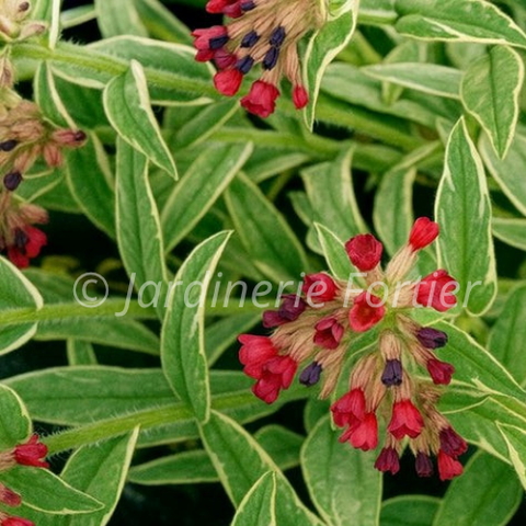 Pulmonaria "Raspberry Frost"