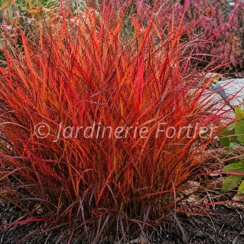 Andropogon "Red October"