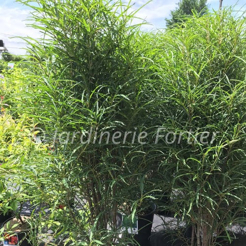 Rhamnus "Straight line"