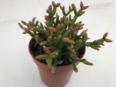 Plante d'intérieur "Rhipsalis"