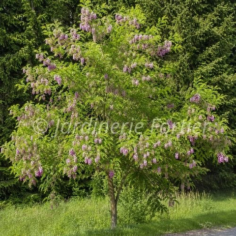 Robinier  "Purple robe"