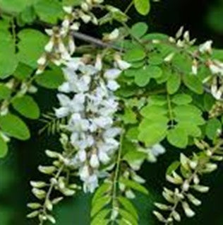 Robinier "Pseudoacacia"