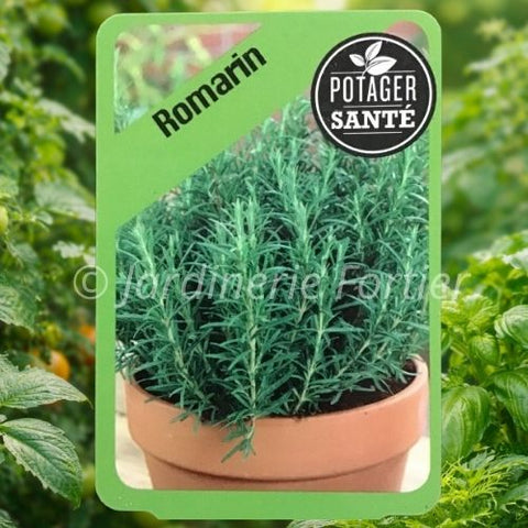 Romarin / Potager Santé