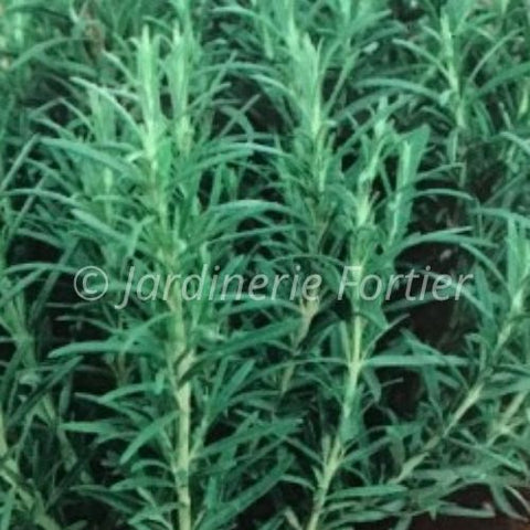 Romarin / Potager Santé