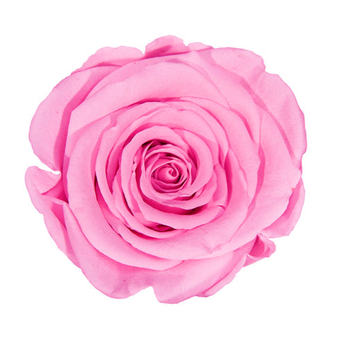 Rose éternelle préservée rose claire et blanche