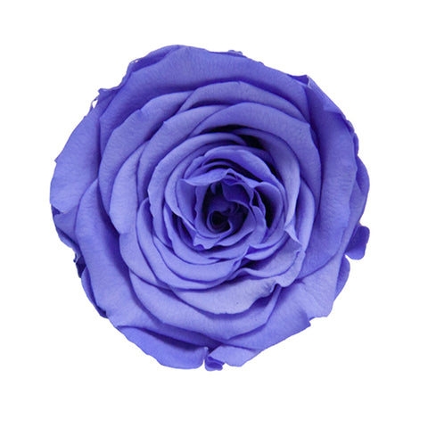 Rose éternelle préservée violet