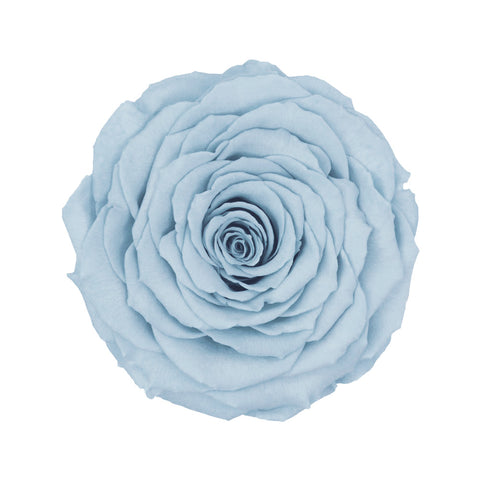 Rose éternelle préservée bleu pâle