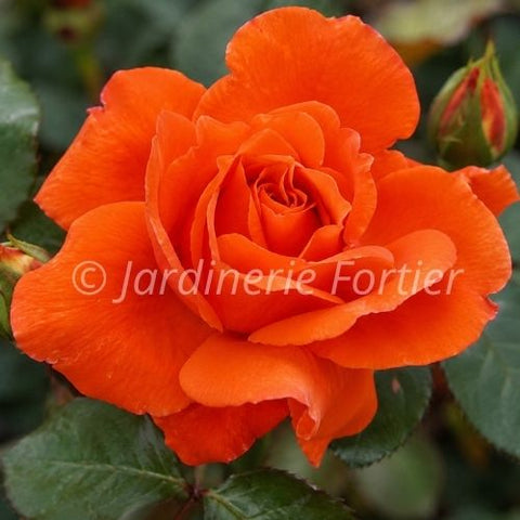 Rosier "Candelabra"