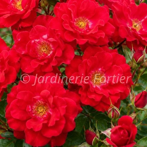 Rosier Vigorosa "Red Ribbons"