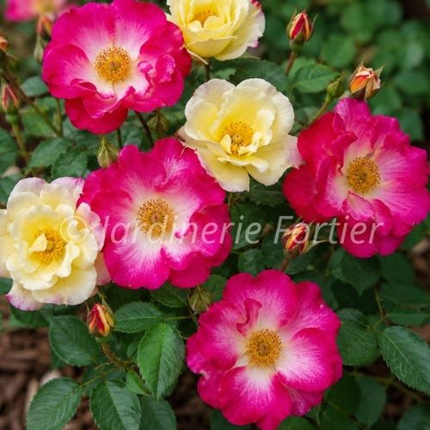 Rosier rustique "Campfire"