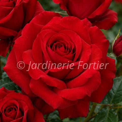 Rosier grandiflora "John's Armstrong"