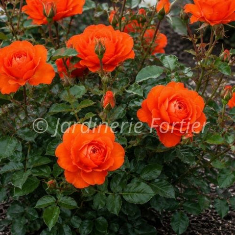 Rosier "Candelabra"