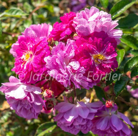 Rosier rustique "Abbotsford" sur tige