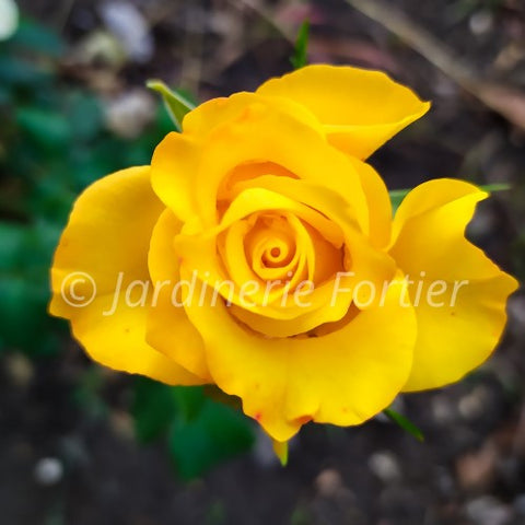 Rosier hybride de thé "Apollo"