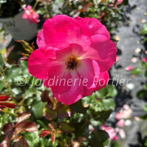 Rosier rustique "Aurora Borealis"