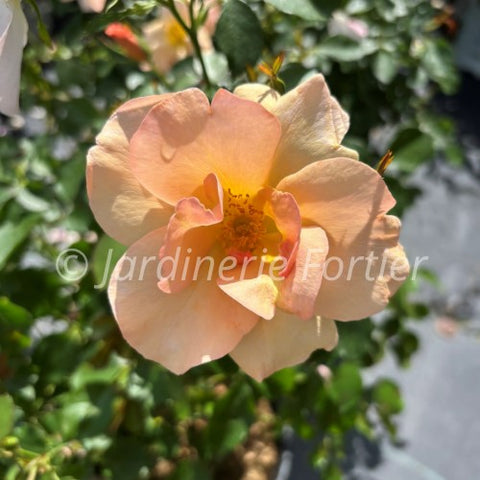 Rosier "Chinook Sunrise"