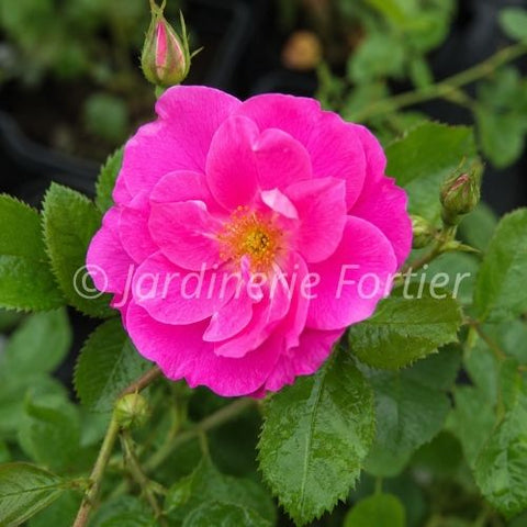 Rosier "John Cabot"