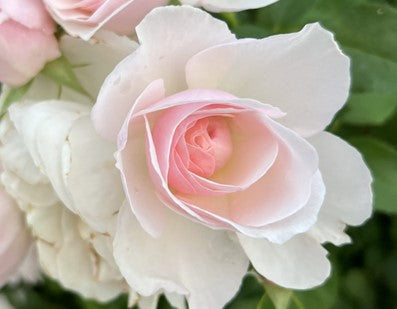 Rosier "Flavorette Pear'd"