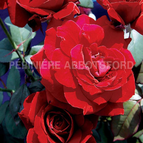 Rosier grandiflora "John's Armstrong"