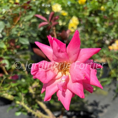 Rosier arbustif "Les Impatiens"