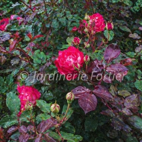 Rosier "Never Alone"
