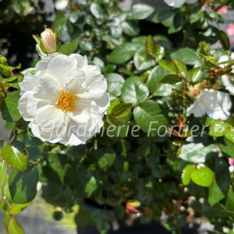 Rosier "Oso Easy Ice Bay"