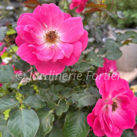 Rosier rustique "Aurora Borealis"